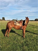 (VIC) BLUE - QH GELDING