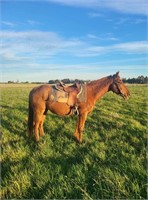 (VIC) RUDY - QH GELDING