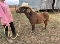 (VIC) STYLES - SHETLAND GELDING