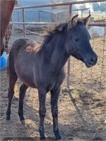 (VIC) ABU - SHETLAND x GELDING