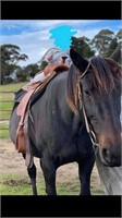 (VIC) ONYX - STANDARDBRED MARE