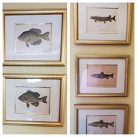 Framed Fish Pictures