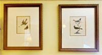 Pair of Framed Bird Pictures