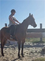 (VIC) PARIS - STANDARDBRED MARE