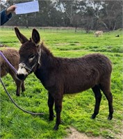 (VIC) BACI - DONKEY JENNY