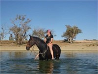 (VIC) FIGGY - CLEVELAND BAY SPORTHORSE GELDING