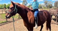 (VIC) LUCY - QH x WELSH D MARE