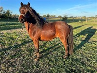 (VIC) KEN DOLL - SHETLAND x STALLION