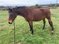 (VIC) PRINCESS - THOROUGHBRED MARE