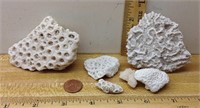 F7) GROUP OF 6 CORAL FOSSILS, DIVERSE SET
