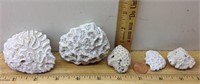 F7) GROUP OF 5 CORAL FOSSILS, DIVERSE SET