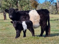 (VIC) BELTED GALLOWAY COW & CALF