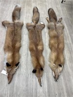 (3) Full Fox Hides