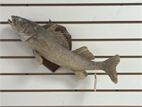 Fish Full Body Mount on Wooden Plaque
