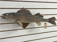Fish Full Body Mount on Wooden Plaque