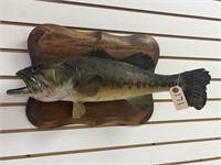Bass Full Body Mount on Wooden Plaque