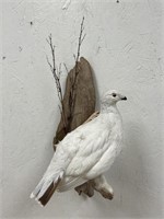 Perching Pigeon Full Body Mount on Wooden Backing
