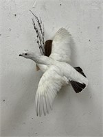 Flying Pigeon Full Body Mount on Wooden Backing