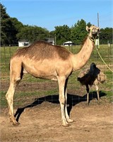 Camel Male (Missouri)
