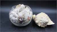 Seashells & Conch Shell