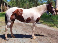 "Chantilly Rose" 2011 Pinto Mare