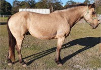 "Sid" 2013 Brumby Gelding