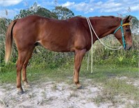 "Aura Tom Tom" 2009 QH X Australian Pony Gelding