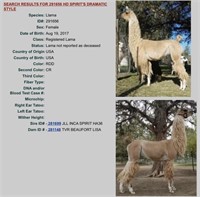 Firecracker Online Llama Auction 2022