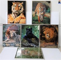 Framed Prints - Lions, Tigers, Panther, Cougar