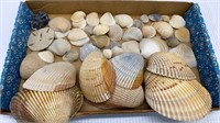 MISC. LOT OF SEASHELLS