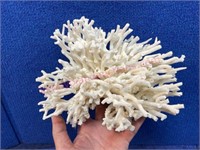 Nice piece of coral