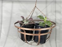 Hanging Planter Basket & 2 Potted Succulents