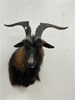 Feral Goat Shoulder Mount