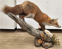 Red Fox Full Body Mount on Decorated Base