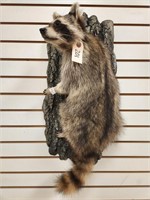 Raccoon Full Body Mount on Tree Bark Base
