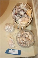 Containers of Sea Shells Both Real & Fabricated
