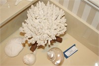 White Coral With Stand & 3 Sea Shells
