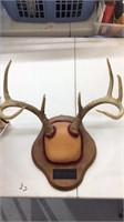 Deer antlers with mount