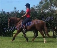 "JoJo" 2004 Aust Riding Pony Mare (17 Years)