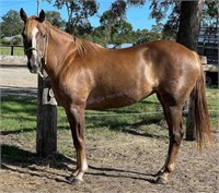 "Truffles" Approx. 2013 QH Mare (Approx. 8 Years)