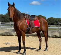 "Boogie" 2013 TB Gelding (8 Years)