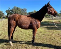 "Bullzeye" 2015 TB Gelding (Rising 7)