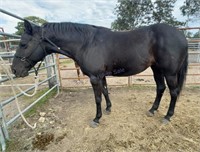 "Midnight" Aged QH Mare (Early Teens)