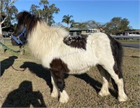 "Magpie" Aged Miniature Pony Gelding (Early Teens)