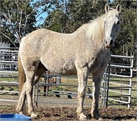 "Toby" Approx. 2005 QH x Gelding (15-16 Years)