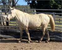 "Opal" Approx. 2011 Cremello Mare (10 Years)