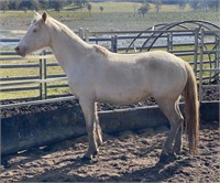 "Cloud" Approx. 2013 Cremello Mare (8 Years)