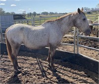 "Comanche" Approx. 2005 Appaloosa Mare (16 Years)