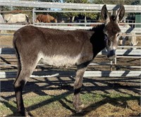 "Fiesta" Weanling Jenny Donkey