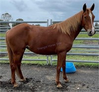 "Lilly" Approx. 2018 SH x Filly (Approx. 3 years)